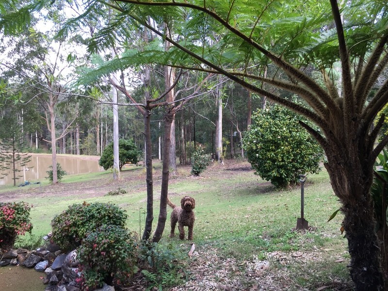 20  Bilbo Lane, Collombatti NSW 2440