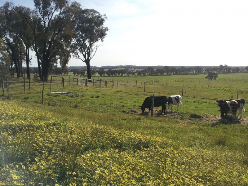 80 FOREST ROAD, Killawarra VIC 3678