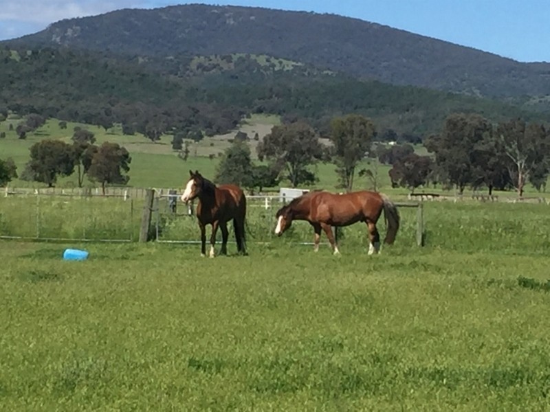 1648 Manilla Road, Moore Creek NSW 2340