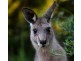Garran ACT 2605