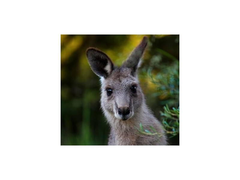 Garran ACT 2605