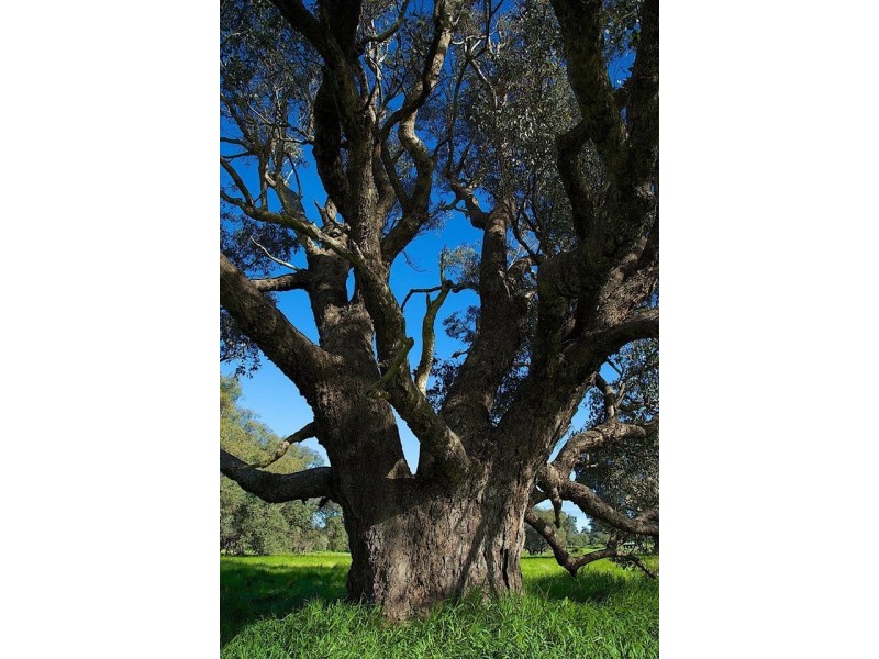 Lot 216 Bourne Loop, Stratham WA 6237