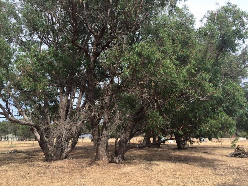 Lot 216 Bourne Loop, Stratham WA 6237