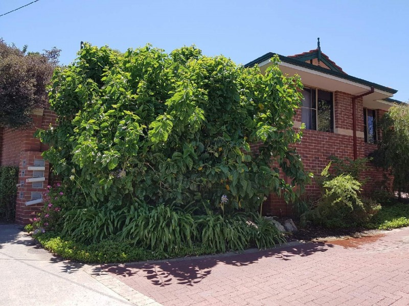 1/36 Whatley Crescent, Mount Lawley WA 6050