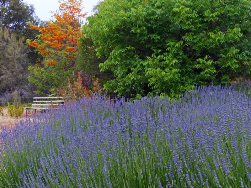 Black Range VIC 3381