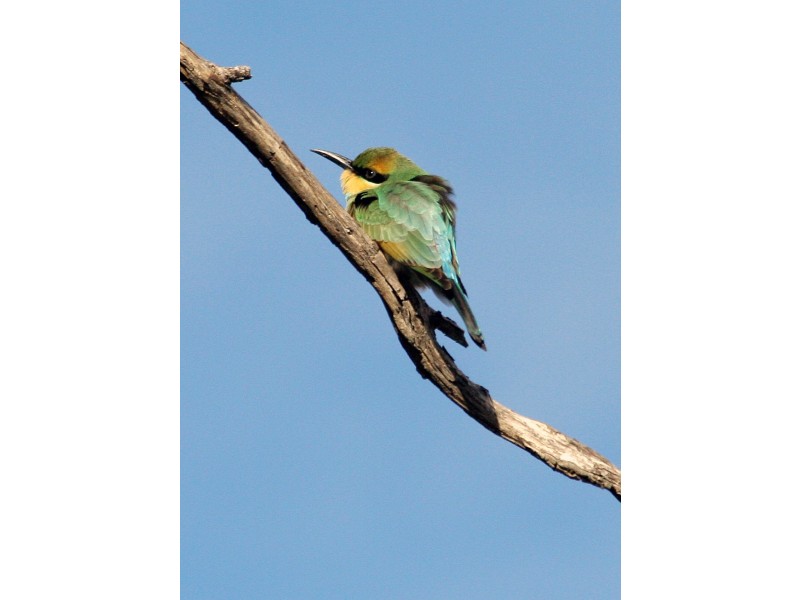 Black Range VIC 3381