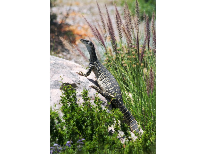 Black Range VIC 3381