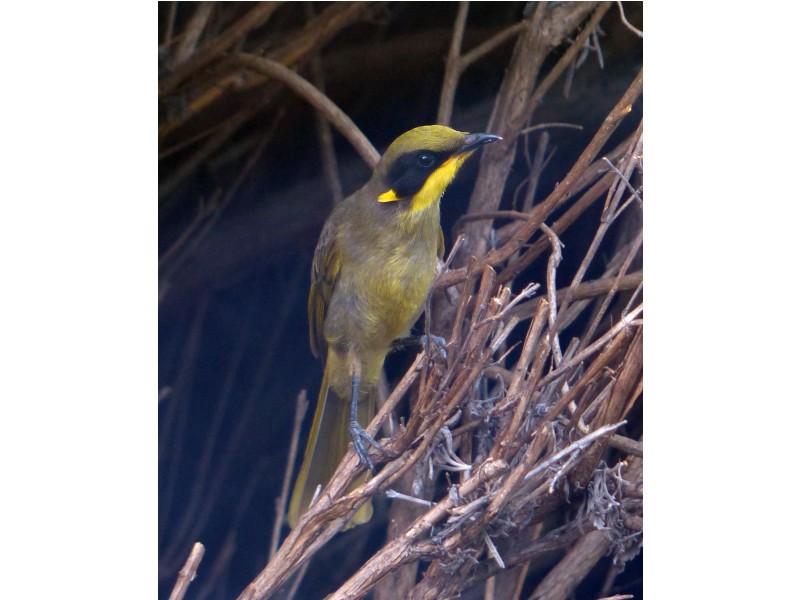 Black Range VIC 3381