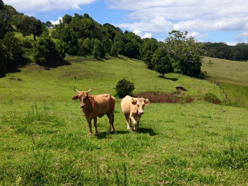 35 Cougal Road, Carool NSW 2486