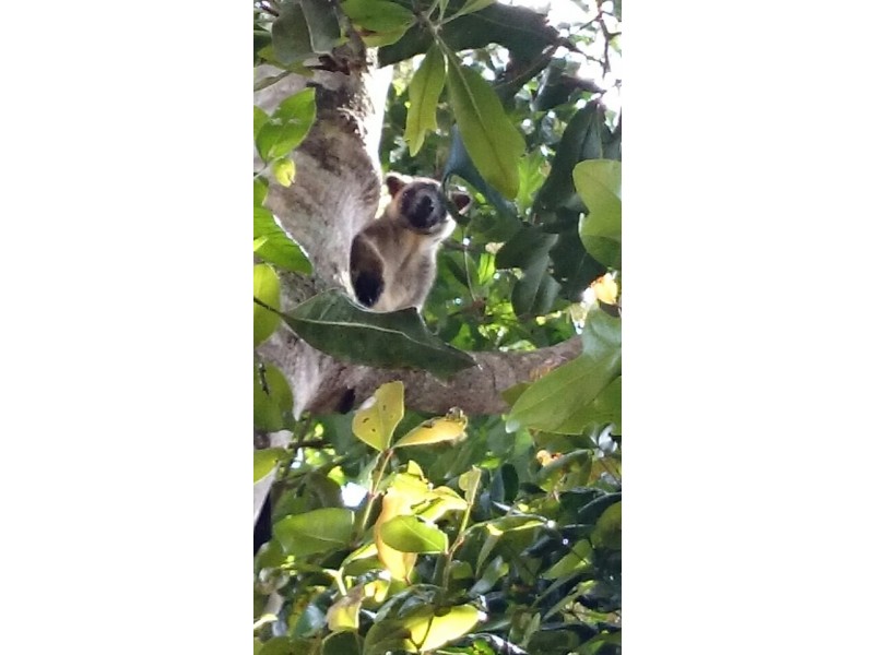 68 Dowling Close, Malanda QLD 4885