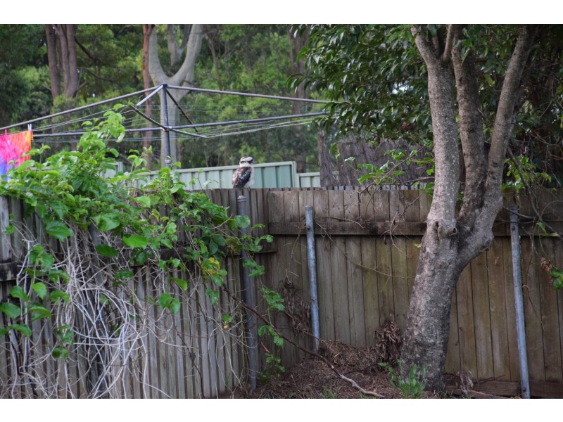 3 Muston Street, Port Macquarie NSW 2444