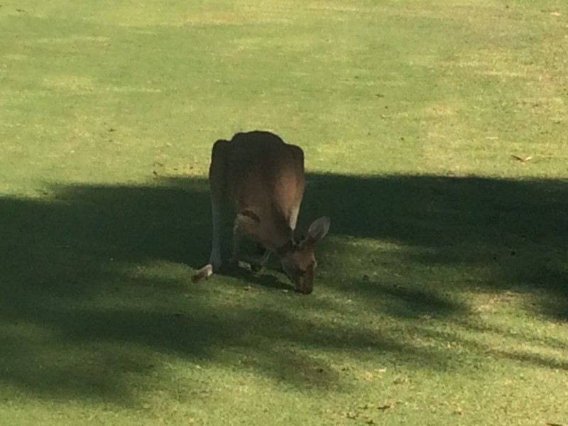 Lot 15, 10 Hogan Place, Witchcliffe WA 6286