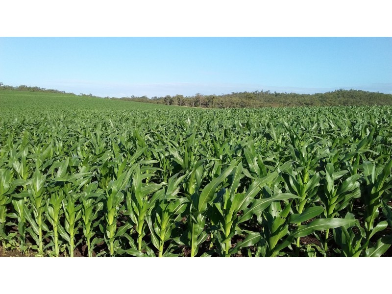 491 Delan Rd, Delan QLD 4671