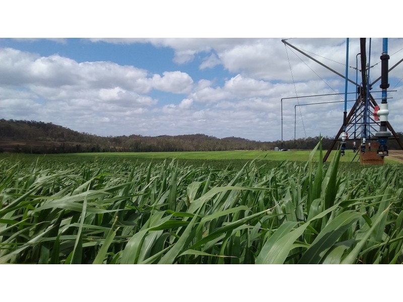 491 Delan Rd, Delan QLD 4671