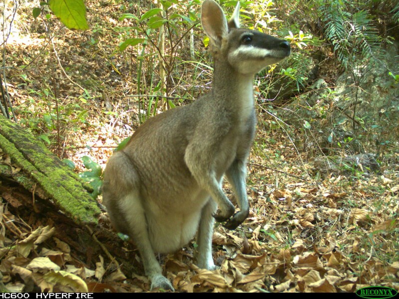 Upper Brookfield QLD 4069