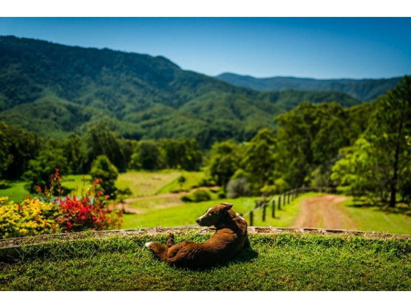 701 Darkwood Road, Thora NSW 2454