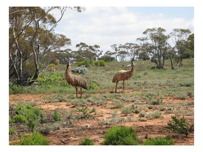 10641 Goyder Highway, Taylorville SA 5330