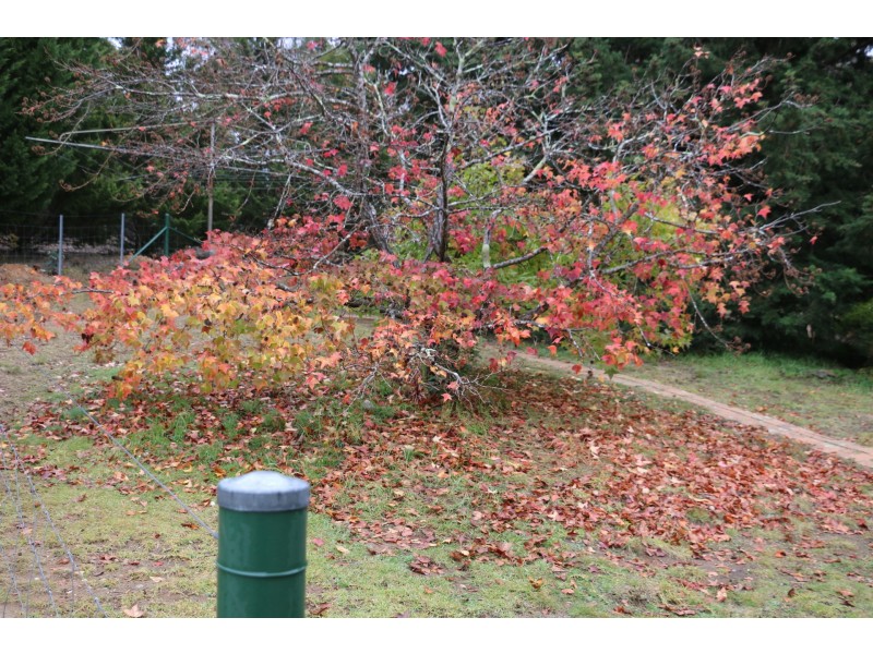 1621 Brayton Road, Brayton NSW 2579