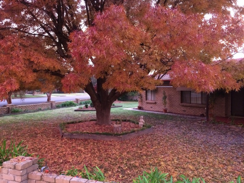 119 Creek Street, Jindera NSW 2642