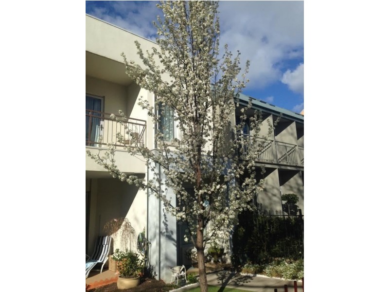 4/8 Gould Street, Turner ACT 2612