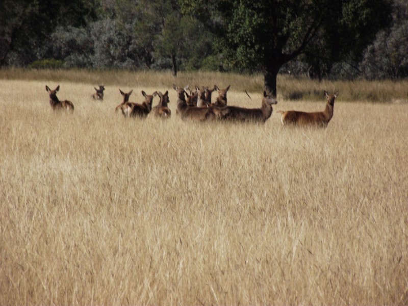368 Glovers Tea Tree Creek Road, Silver Spur QLD 4385