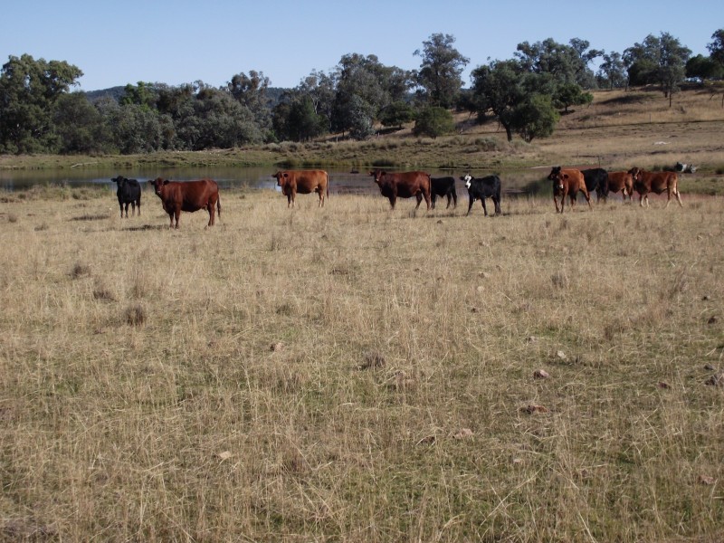 368 Glovers Tea Tree Creek Road, Silver Spur QLD 4385