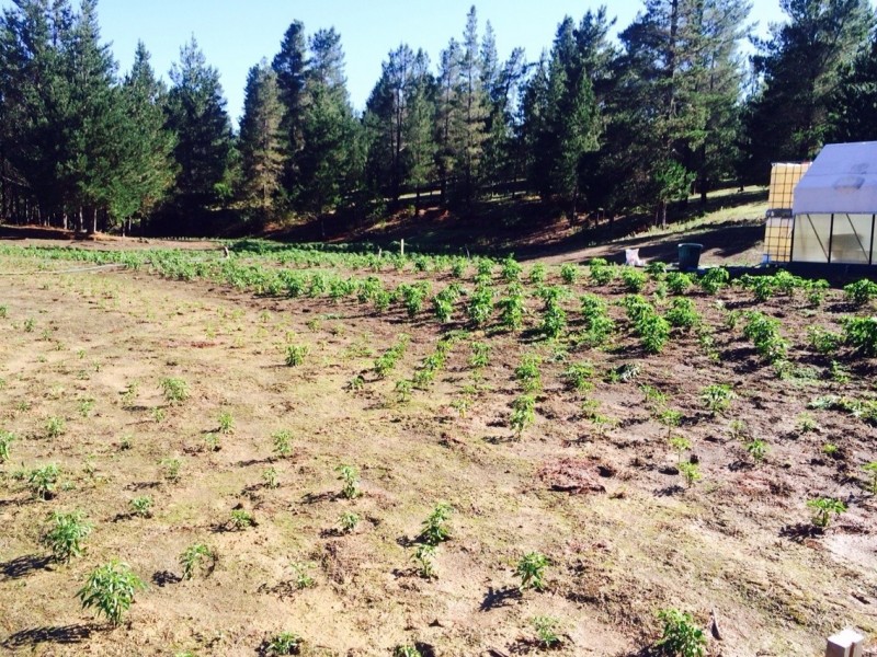 480 Tall Timbers Road, Tomboye NSW 2622