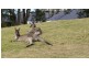 4 Estate Drive, Salamander Bay NSW 2317