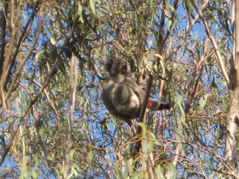 Lot 2 Oxbow Road, Cawongla NSW 2474