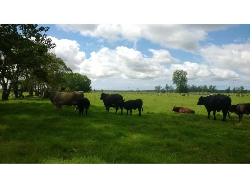 411 South West Rocks Road, Pola Creek NSW 2440