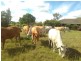127 Koskies Road, Mutdapilly QLD 4307