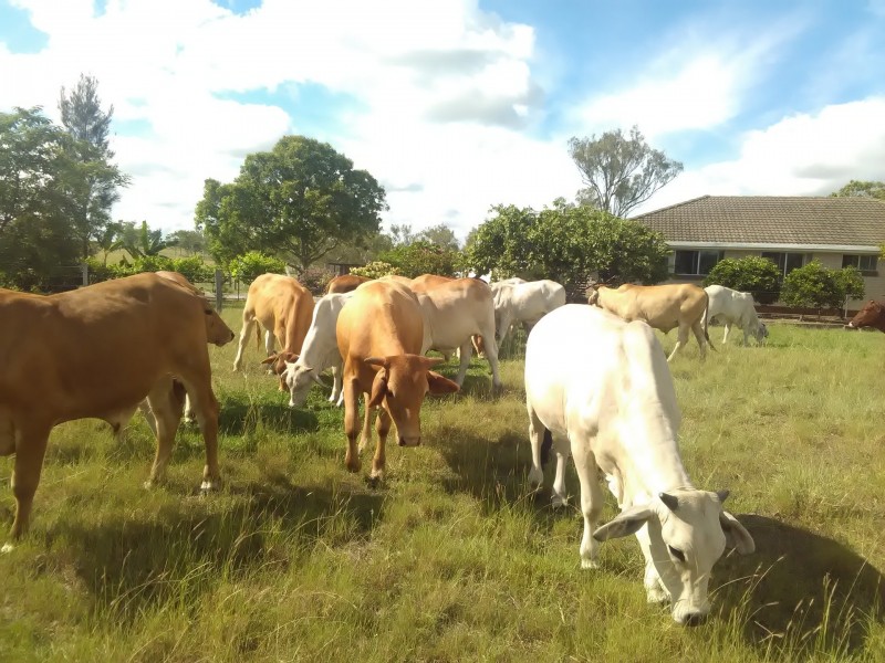 127 Koskies Road, Mutdapilly QLD 4307
