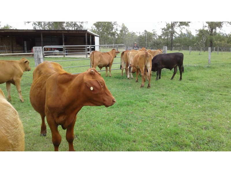 127 Koskies Road, Mutdapilly QLD 4307
