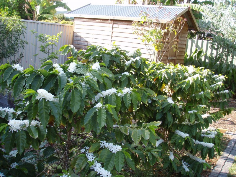 5 Fourth Avenue, Scarborough QLD 4020