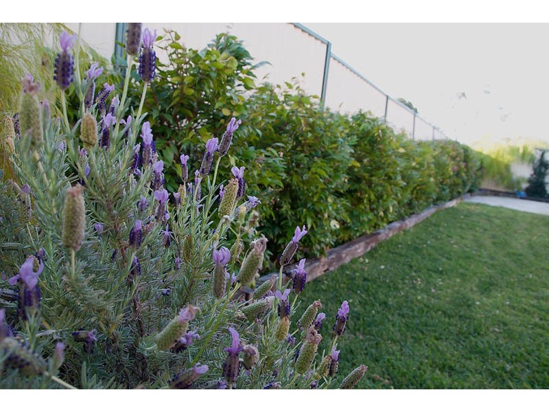 37 Dryberry Avenue, St Clair NSW 2759