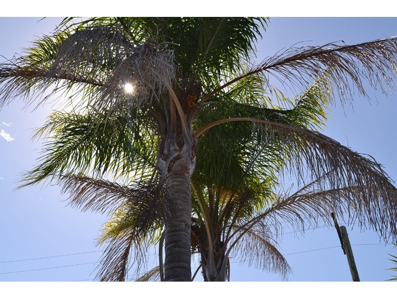 1A Rupert Street, Mount Colah NSW 2079