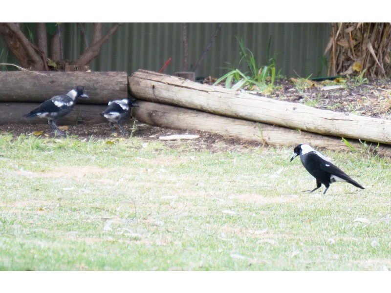 36 Cungena Avenue, Park Holme SA 5043