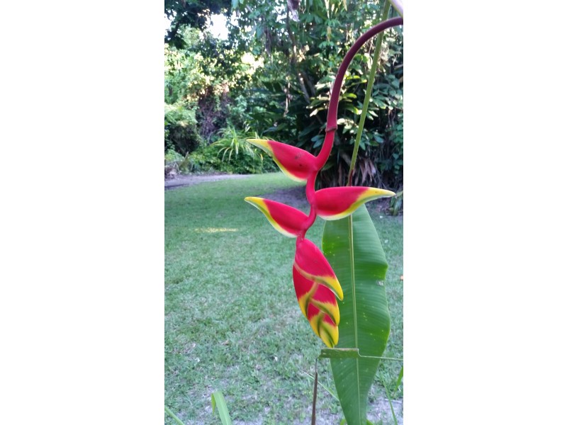 10 Morgano Street, Bingil Bay QLD 4852