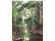 Lot 74 Forest Creek Road, Daintree QLD 4873