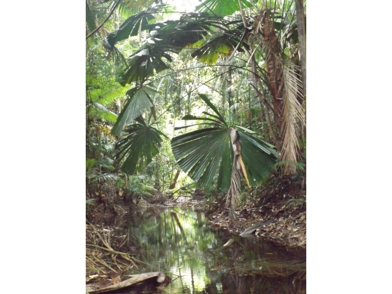 Lot 74 Forest Creek Road, Daintree QLD 4873