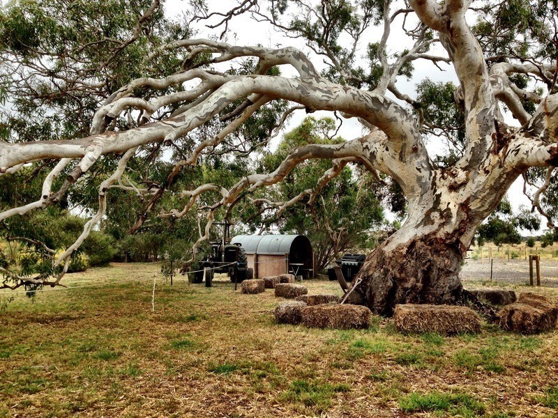 1440 Bannockburn-Shelford Road, Teesdale VIC 3328