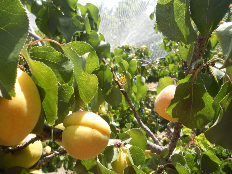 8 Galli Court, Hillside VIC 3037