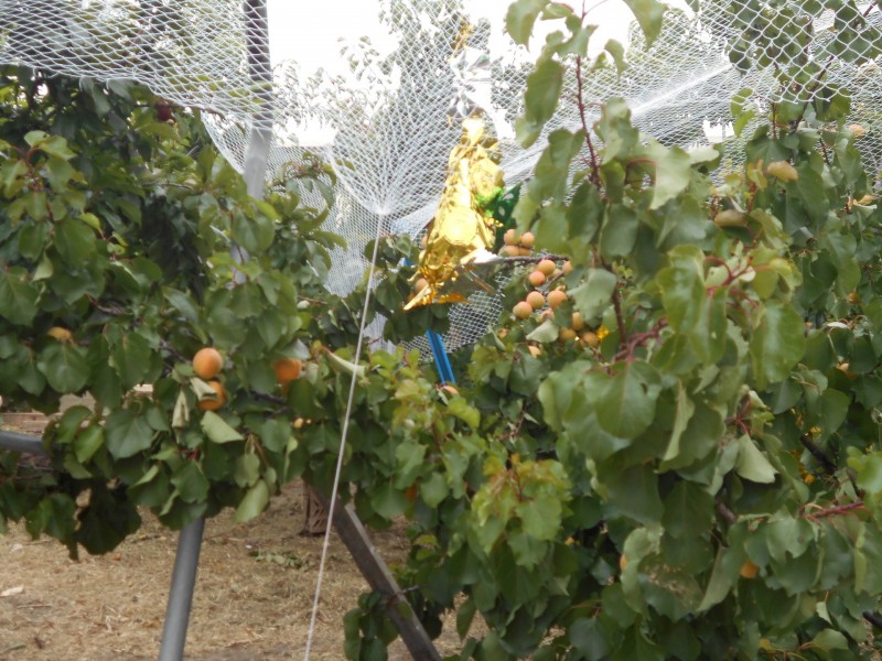 8 Galli Court, Hillside VIC 3037