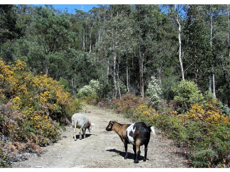 202 North Yarlington Road, Colebrook TAS 7027