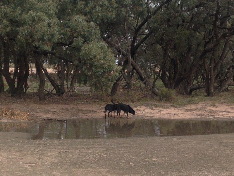 3861 Nhill Jeparit Road, Jeparit VIC 3423