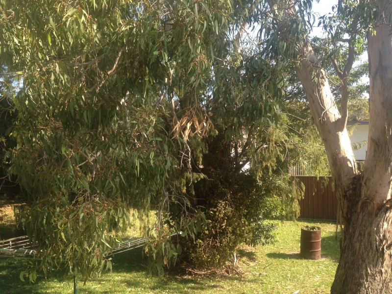 8 Balcolyn Street, Balcolyn NSW 2264
