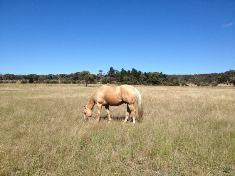 838 Castledoyle Rd, Armidale NSW 2350