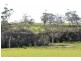 Lot Lot 6, 209 Timboon-Curdievale Road, Timboon VIC 3268