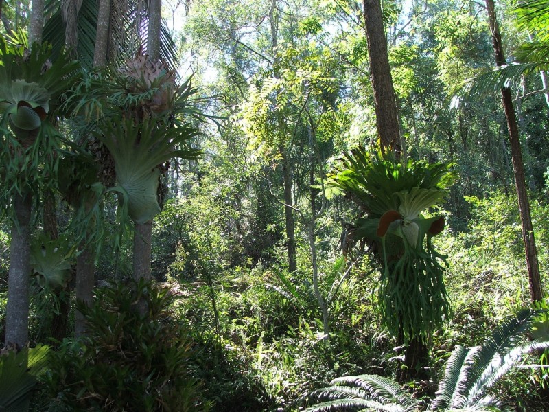 124-126 Murrays Road, Tanah Merah QLD 4128