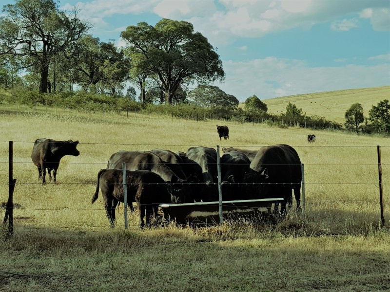 222 Battery Crossing Rd, Reids Flat NSW 2586